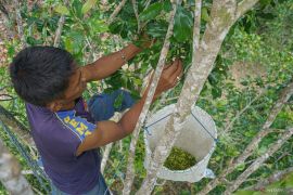 FOTO - Musim panen cengkeh di Sabang