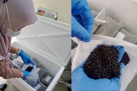 Dukung penghijauan, Pemprov Kalsel kirim benih Akasia ke Kota Bogor