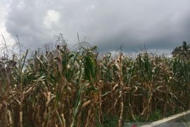 Harga jagung di Agam tembus Rp7.100 per kilogram
