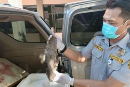 Karantina Kalsel kirim ribuan kilogram ikan ke Sulawesi Selatan