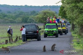 Objek wisata Taman Nasional Baluran dibuka kembali