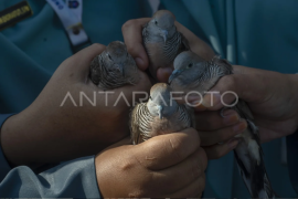 Edukasi kelestarian alam melepaskan burung Page 1 Small