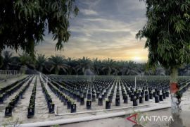 Disbun salurkan 65 ribu bibit kelapa sawit ke petani di Sultra