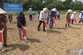BI Sultra gandeng TNI manfaatkan lahan tidur untuk kuatkan ketahanan pangan