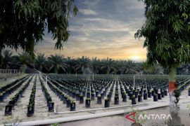 Bantuan bibit sawit unggul masih jadi kegiatan prioritas Disbunnak Kuansing