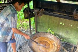Mereguk manisnya air nira sambil menjaga Gunung Palung