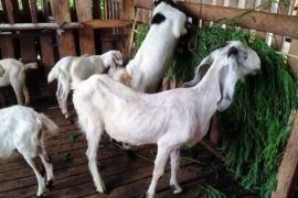 DTPHP Sulbar: Populasi ternak kambing meningkat