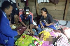 BBKSDA Riau pasang kandang jebak harimau penyerang anak di Siak