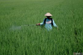 Seputar Kalsel Tapin swasembada beras hingga pecinta pusaka Banua