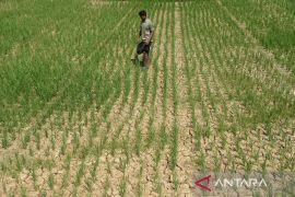 Akademisi: Rehabilitasi hutan cegah dampak buruk perubahan iklim
