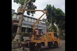 Antisipasi bencana, Pemkot Mataram cari tenaga ahli kesehatan pohon