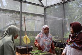 Mewujudkan ketahanan pangan dari pekarangan rumah