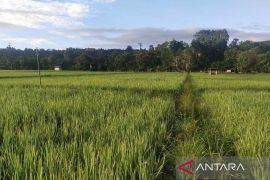 Pemkab Simeulue targetkan produksi padi capai 40 ribu ton