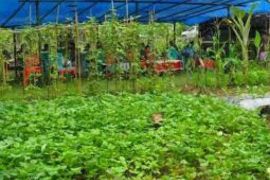 Dinas Pertanian Biak siapkan bantuan Alsintan untuk petani OAP