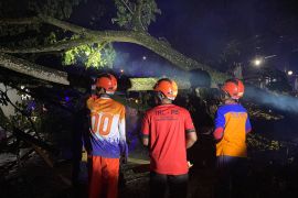 seorang pemotor tewas tertimpa pohon tumbang