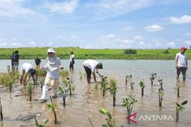 Penerima beasiswa LPDP tanam 1.000 bibit mangrove di Pantai Samas