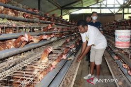 Peternak ayam di Biak disebut ikut berperan jaga inflasi daerah