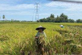 Sepuluh kecamatan di Pidie mulai panen raya musim rendengan