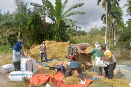 559 hektar lahan pertanian di Tanjabtim gagal panen akibat banjir