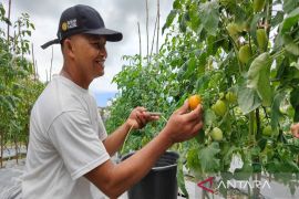 Kelompok tani Sekar Rahayu cegah inflasi melalui produksi sayur