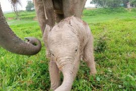 KLHK umumkan kelahiran anak gajah baru di Taman Nasional Way Kambas