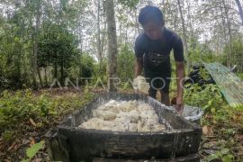 Harga getah karet naik