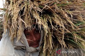 Petani Aceh Barat Daya harap harga gabah tingkat petani lebih tinggi