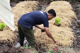 Pemkab Aceh Barat tingkatkan sosialisasi cegah alih fungsi lahan