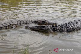 BRIN sebut buaya Australia masuki perairan Indonesia