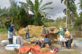 559 hektare lahan pertanian Tanjabtim gagal panen akibat banjir