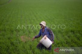 Distanbun percepat petani Aceh aktivasi kartu tani digital