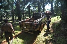 Realisasi dana peremajaan sawit rakyat periode 2013-2023