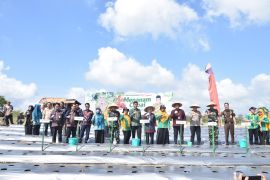 Pemerintah Kota Jambi perkuat ketersediaan pasokan dengan gerakan tanam cabai
