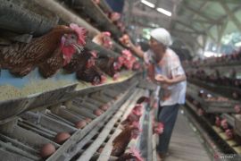 Harga beras, bawang, dan telur naik tipis awal Agustus 2024