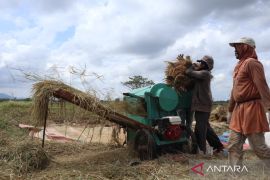 Nestapa Petani Kala Anomali Iklim: Gagal Panen Suburkan Utang