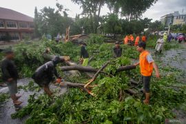 Pohon tumbang dampak angin kencang