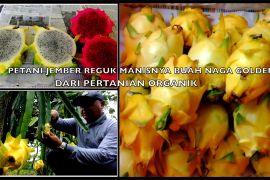 Petani Jember reguk manisnya buah naga golden dari pertanian organik