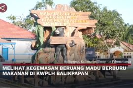 Melihat kegemasan beruang madu berburu makanan di KWPLH Balikpapan