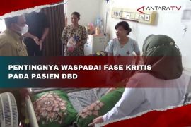Pentingnya waspadai fase kritis pada pasien DBD