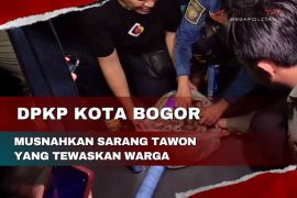 DPKT Kota Bogor musnahkan sarang tawon yang tewaskan warga