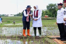 Pemkab Banyuwangi dorong petani gunakan pupuk organik