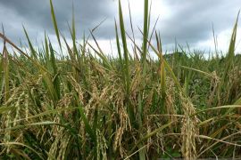 Produksi padi petani Sulut 2023  capai 238,19 ribu ton GKG