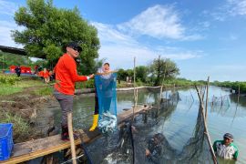 DKPP Surabaya penuhi target IKO panen ikan bandeng