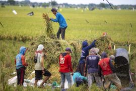 Fakta-fakta sawah Lubuk Bangko yang terbengkalai, nomor 2 tidak akan dijual ratusan juta