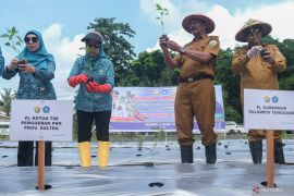 Gerakan penanaman cabai serentak di Kendari Page 1 Small