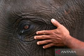 Berita unggulan terkini, deforestasi di Aceh sebabkan gajah dan badak terisolir hingga Gunung Merapi muntahkan tujuh awan panas