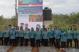 Peringati HKG Ke-52, TP-PKK Malra tanam enam ribu cabai