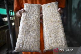 Pakar: Tempe punya sejarah panjang dalam peradaban Indonesia