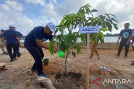 Pemprov Babel gencarkan penghijauan di kolong mitigasi bencana