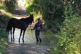 Hadapi PON, cabang olahraga berkuda Lampung latihan "endurance" jarak 60 km